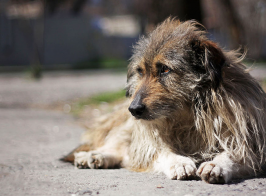 «Если у Вас нет собаки…»- нардеп Брагар от Слуги Народа предложил пенсионерке продать собаку чтоб заплатить за коммуналку